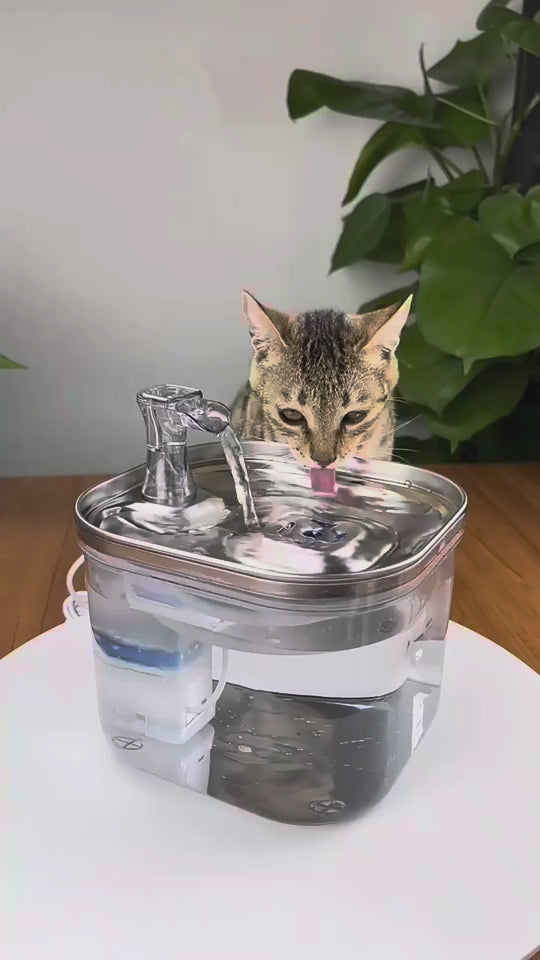 Tabby cat drinking from the Smart 2L Pet Water Fountain